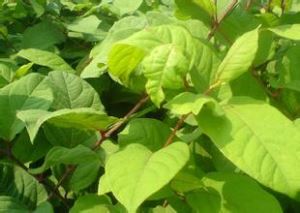 Ekstrak Knotweed Gergasi