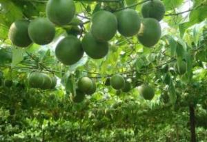 Cabutan Momordicae Fructus