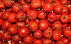 Organik serbuk buah-buahan Hawthorn, hawthorn berry, hawthorn herba, buah-buahan hawthorn, hawthorn berry serbuk