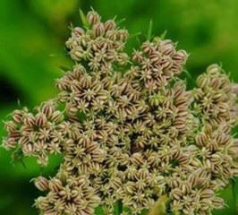 Cnidium monnieri seed