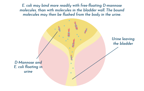 D-mannose-helps cure UTI D-mannose-helps cure UTI