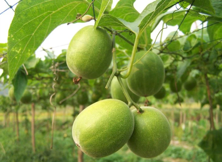 Ekstrak Buah Monk