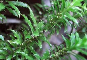 Huperzia Serrate Extract