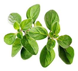 Ekstrak Oregano