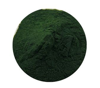 Serbuk Spirulina
