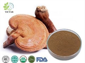 ekstrak reishi